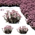 Matrona Sedum Telephium: Vibrant Sedum Flowers 3D model small image 1