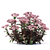 Matrona Sedum Telephium: Vibrant Sedum Flowers 3D model small image 4