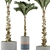 132 Large Palm Plants Collection 3D model small image 1