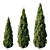 Tall Thuja Tree - Authentic and Stunning 3D model small image 1