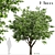 Blooming Kousa Dogwood Trio: Exquisite Set of 3 Trees 3D model small image 1