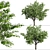 Blooming Kousa Dogwood Trio: Exquisite Set of 3 Trees 3D model small image 2