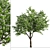 Blooming Kousa Dogwood Trio: Exquisite Set of 3 Trees 3D model small image 3