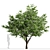 Blooming Kousa Dogwood Trio: Exquisite Set of 3 Trees 3D model small image 4