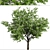 Blooming Kousa Dogwood Trio: Exquisite Set of 3 Trees 3D model small image 5