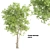 White Ash Tree: Height 9m 3D model small image 1