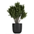 Exotic Plant Collection 804 3D model small image 3