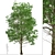 European Linden Trees: 2 Fragrant Beauties 3D model small image 5