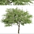 Japanese Angelica Tree Set (2 Trees) 3D model small image 1