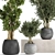 Tropical Plant Collection: Exotic & Decorative Trees for Indoors & Outdoors 3D model small image 2