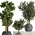 Tropical Plant Collection: Exotic & Decorative Trees for Indoors & Outdoors 3D model small image 4