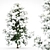 Alaska Cedar - Winter Wonderland 3D model small image 2