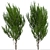 Evergreen Boxleaf Azara Trees - Set of 2 3D model small image 1