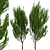 Evergreen Boxleaf Azara Trees - Set of 2 3D model small image 3