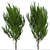 Evergreen Boxleaf Azara Trees - Set of 2 3D model small image 5