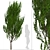 Evergreen Boxleaf Azara Trees - Set of 2 3D model small image 6