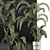 Exterior Plant Collection 137: Beach Palms 3D model small image 2