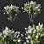 Elegant Myrtle White Flower 3D model small image 1