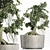 Sageretia Theezans Mini Bonsai - Exquisite Houseplant 3D model small image 1