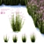 Veronicastrum Virginicum Plant Collection 3D model small image 1