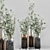 Eucalyptus Bouquet - Indoor Plant Set 3D model small image 6