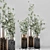 Eucalyptus Bouquet - Indoor Plant Set 3D model small image 7