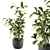 Lush Schefflera Amate: Indoor Plant Set 3D model small image 1