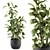 Lush Schefflera Amate: Indoor Plant Set 3D model small image 2