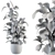 Lush Schefflera Amate: Indoor Plant Set 3D model small image 5