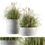 Indian Grass Indoor Plant Set 3D model small image 1