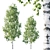 Stunning Betula Tree: 11.5m - 8.5m 3D model small image 1