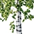 Stunning Betula Tree: 11.5m - 8.5m 3D model small image 3