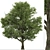 Silver Linden Tree Set (2 Trees) 3D model small image 6