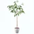 Exquisite Ficus Ali Plant - 3D Model 3D model small image 3