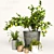 Diverse Indoor Plant Collection 3D model small image 1