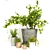 Diverse Indoor Plant Collection 3D model small image 5