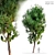 Classic Cypress Tree - 16m 3D model small image 1