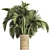 Egyptian Palm: Indoor & Outdoor Plant Collection 3D model small image 1