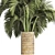 Egyptian Palm: Indoor & Outdoor Plant Collection 3D model small image 2