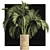 Egyptian Palm: Indoor & Outdoor Plant Collection 3D model small image 3