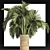 Egyptian Palm: Indoor & Outdoor Plant Collection 3D model small image 4