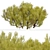 Golden Mugo Pine Shrub Set (3 Shrubs) 3D model small image 3