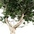  Majestic Acacia Tree - East Africa 3D model small image 4