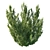 Rhamnus Alaternus Bush: Beautifully Crafted Garden Décor 3D model small image 2