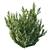 Rhamnus Alaternus Bush: Beautifully Crafted Garden Décor 3D model small image 3