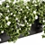 Ivy White Outdoor Plants - Set 149 3D model small image 3