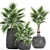 Exotic Palm Plant Collection 3D model small image 1