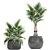 Exotic Palm Plant Collection 3D model small image 3