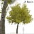 Arizona Ash Trees: Lush and Lifelike Pair! 3D model small image 1