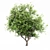 Exquisite African Olive Tree: Stunningly Detailed & Versatile 3D model small image 2